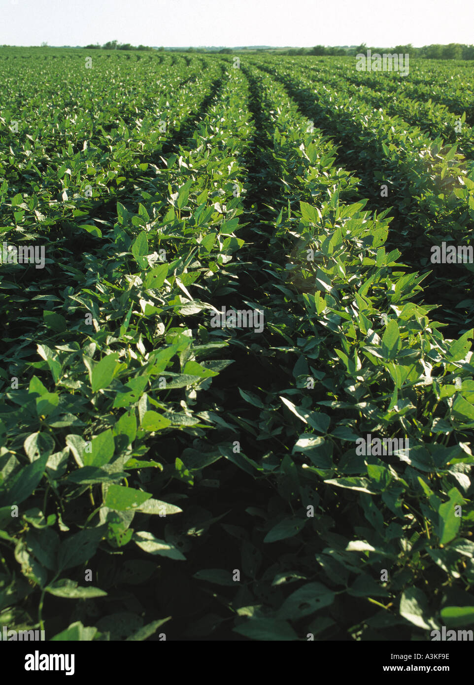 Rows young soybean plants hi-res stock photography and images - Alamy