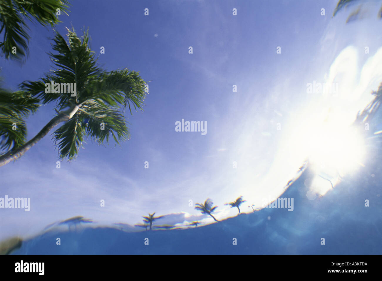 Palm tree from underwater Stock Photo - Alamy