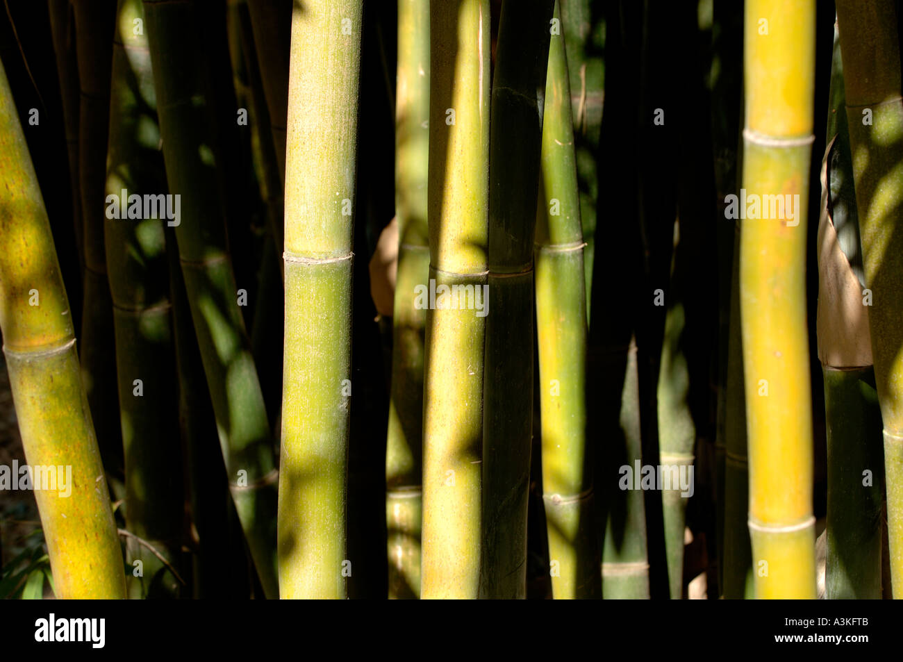 Bambusa oldhamii Oldham Bamboo Giant Timber Bamboo at The Huntington