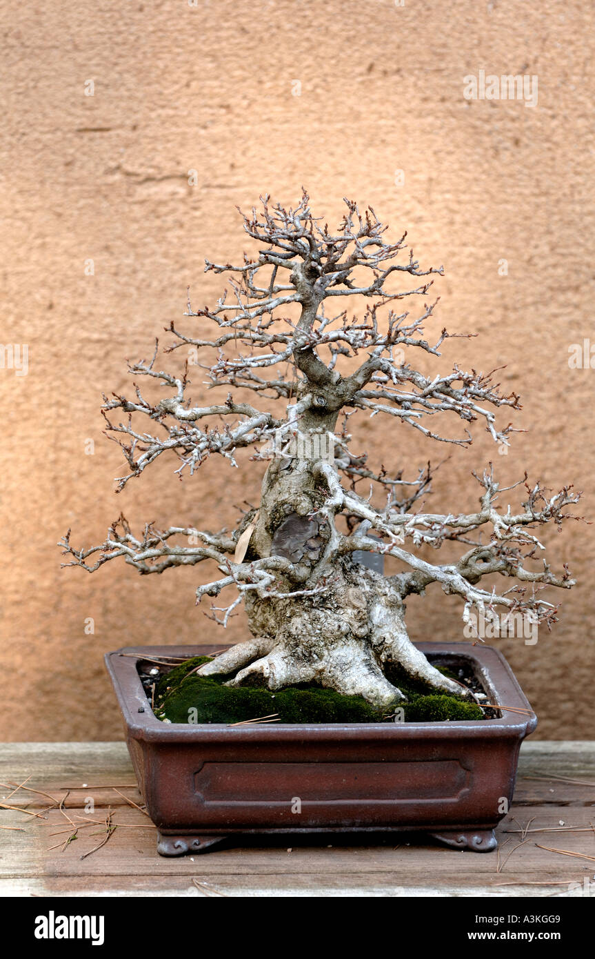 Korean Hornbeam. Bonsai Tree at The Huntington Library, San Marino