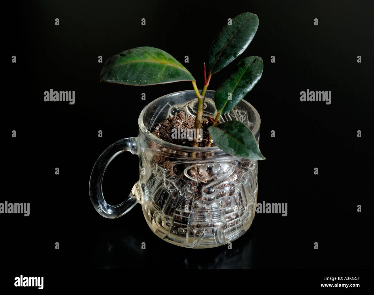Photosynthesis experiment hires stock photography and images Alamy