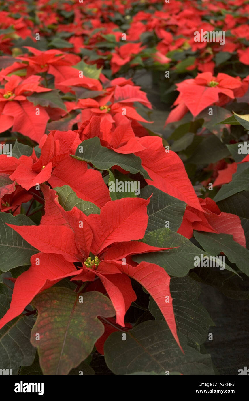 Multiple red poinsettia flowers in a greenhouse ready to be sold for ...