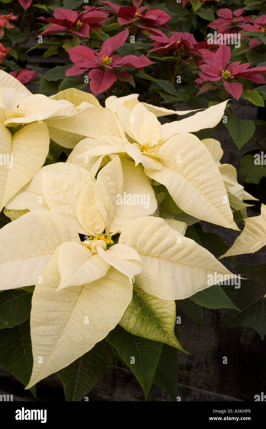 Close up of a white poinsettia plant with purple poinsettia plants in the background Stock Photo