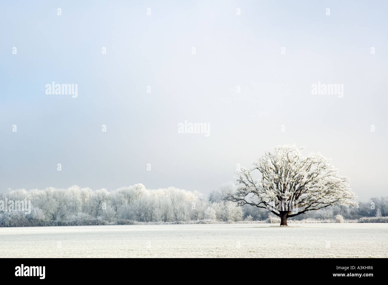 A solitary frost covered oak tree in a frosty grass field with frosty trees in the background Stock Photo