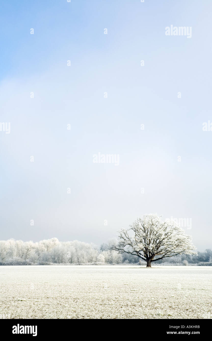 Zen frozen ice snow tree hi-res stock photography and images - Alamy