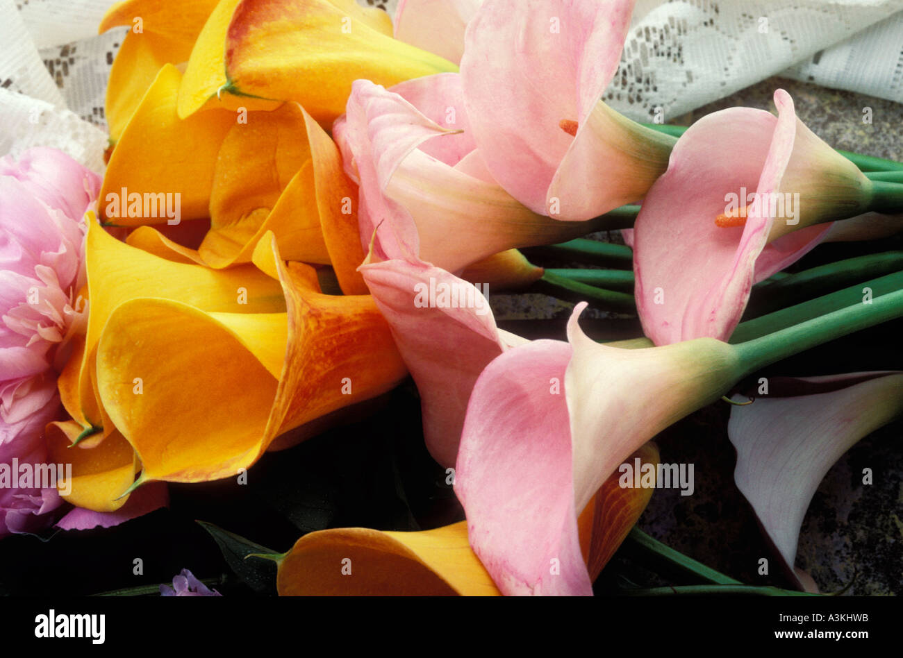 Pink and yellow calla lilies Stock Photo