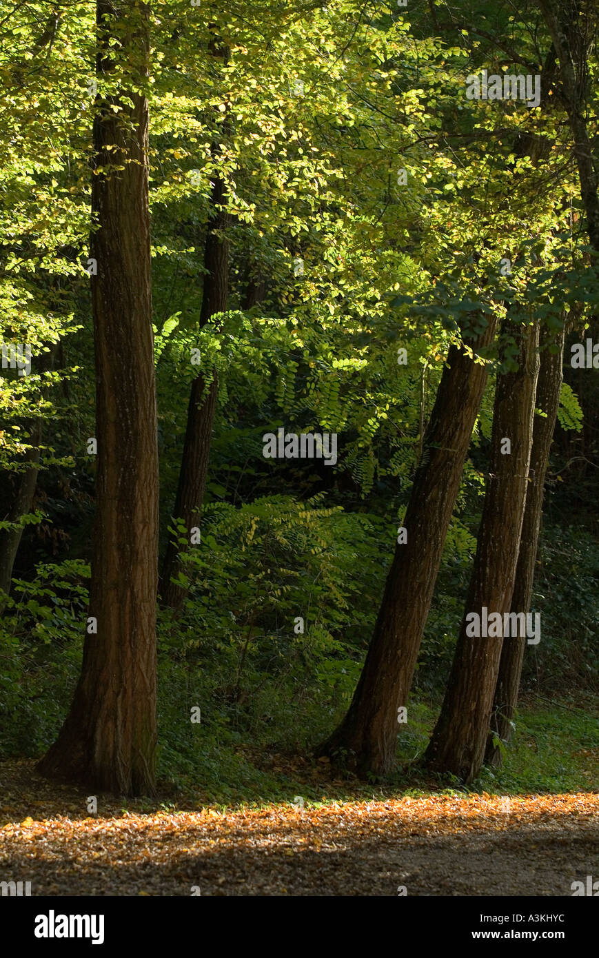 Sun rays forest hi-res stock photography and images - Alamy