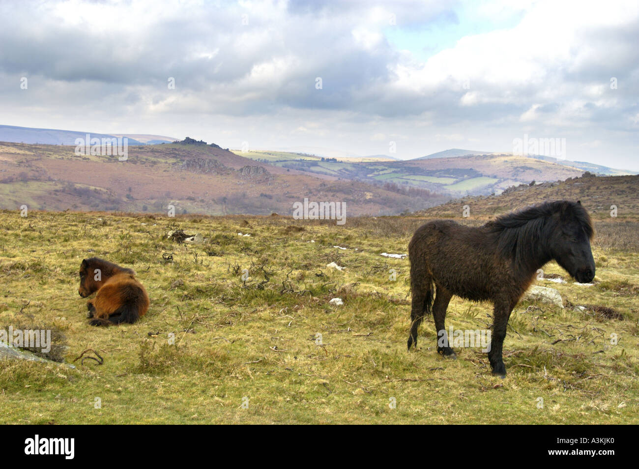 Dartmoor ponies on Dartmoor near Haytor Devon England Stock Photo Alamy