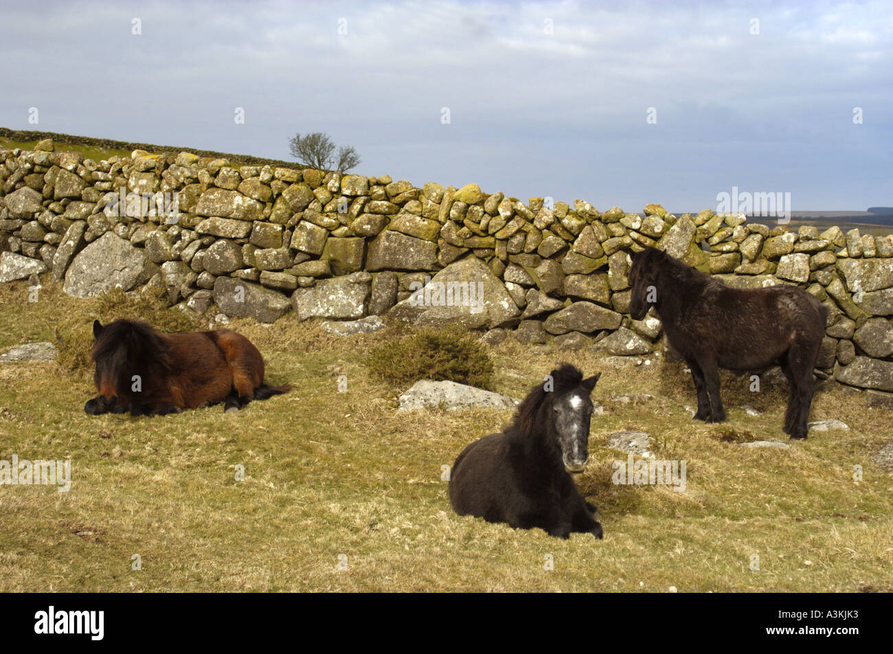 Dartmoor ponies on Dartmoor near in the Moor Devon England