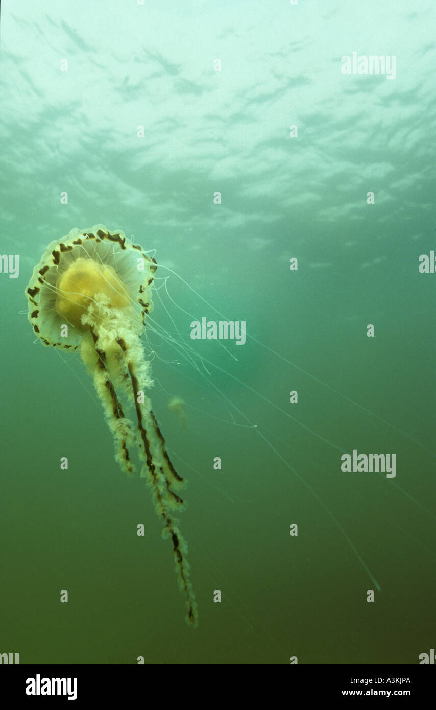 Compass Jellyfish Chrysaora hysoscella off south Devon Coast UK Stock Photo