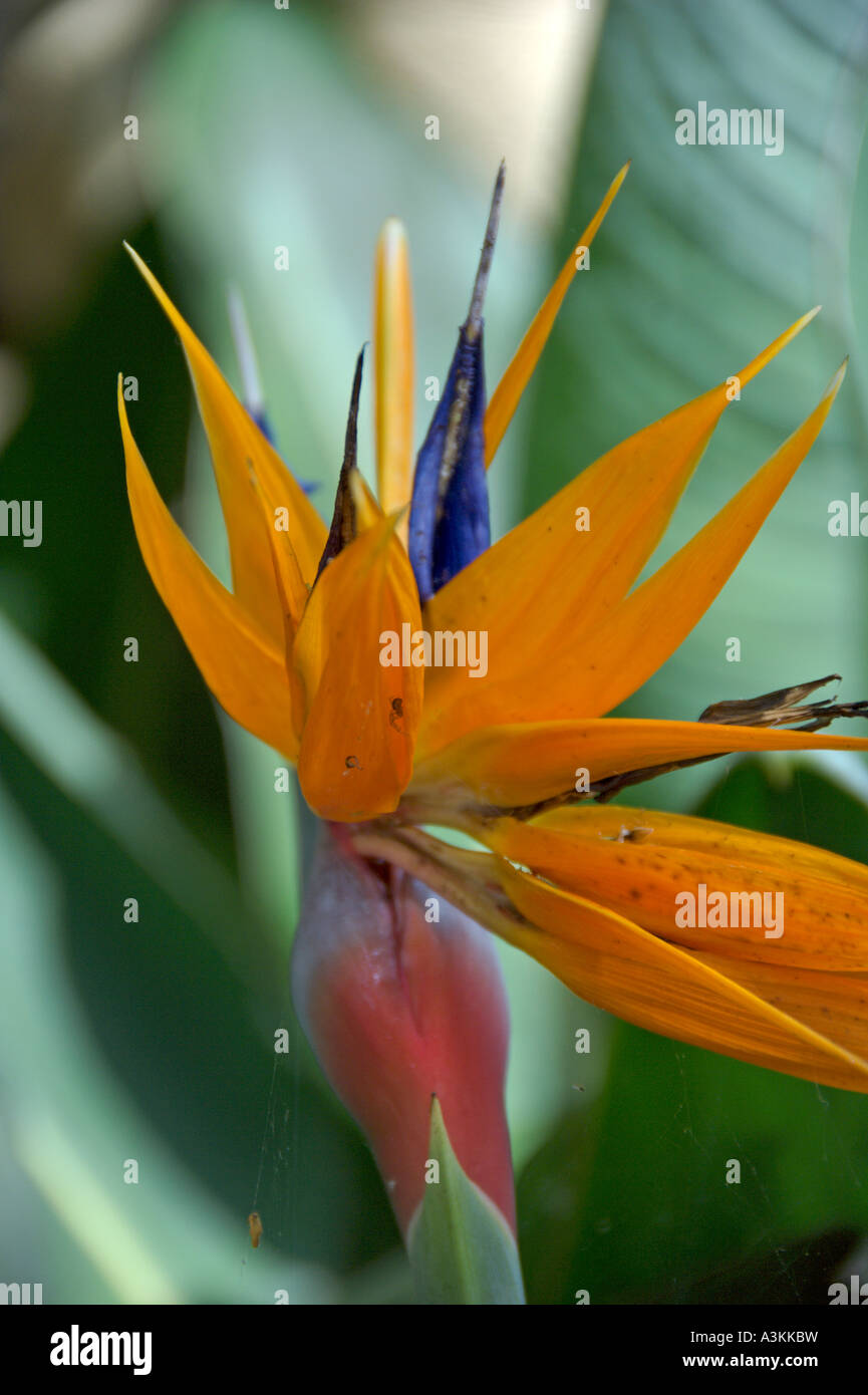 Strelitzia Reginae Bird of Paradise plant July 2006 Stock Photo - Alamy