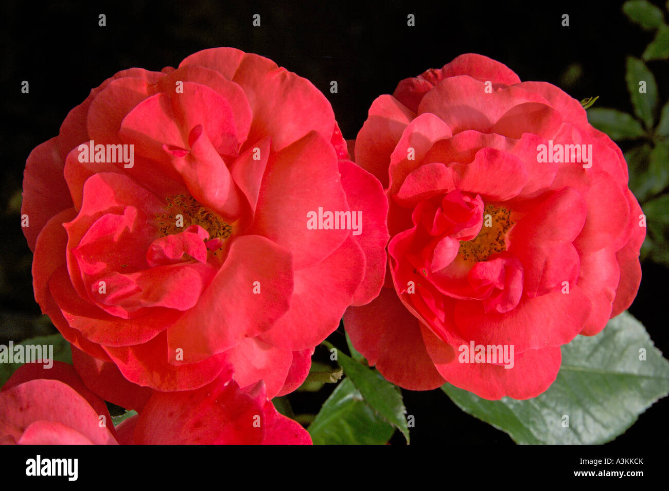 Red camelia heads against dark background July 2007 Stock Photo