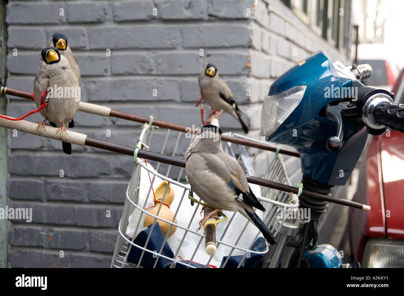 taking the birds for a ride Stock Photo