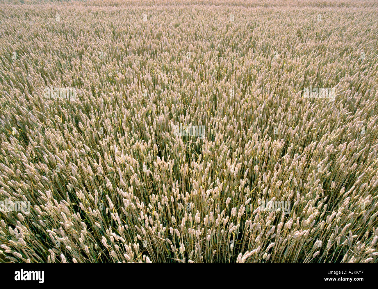 close up of cornfield Stock Photo
