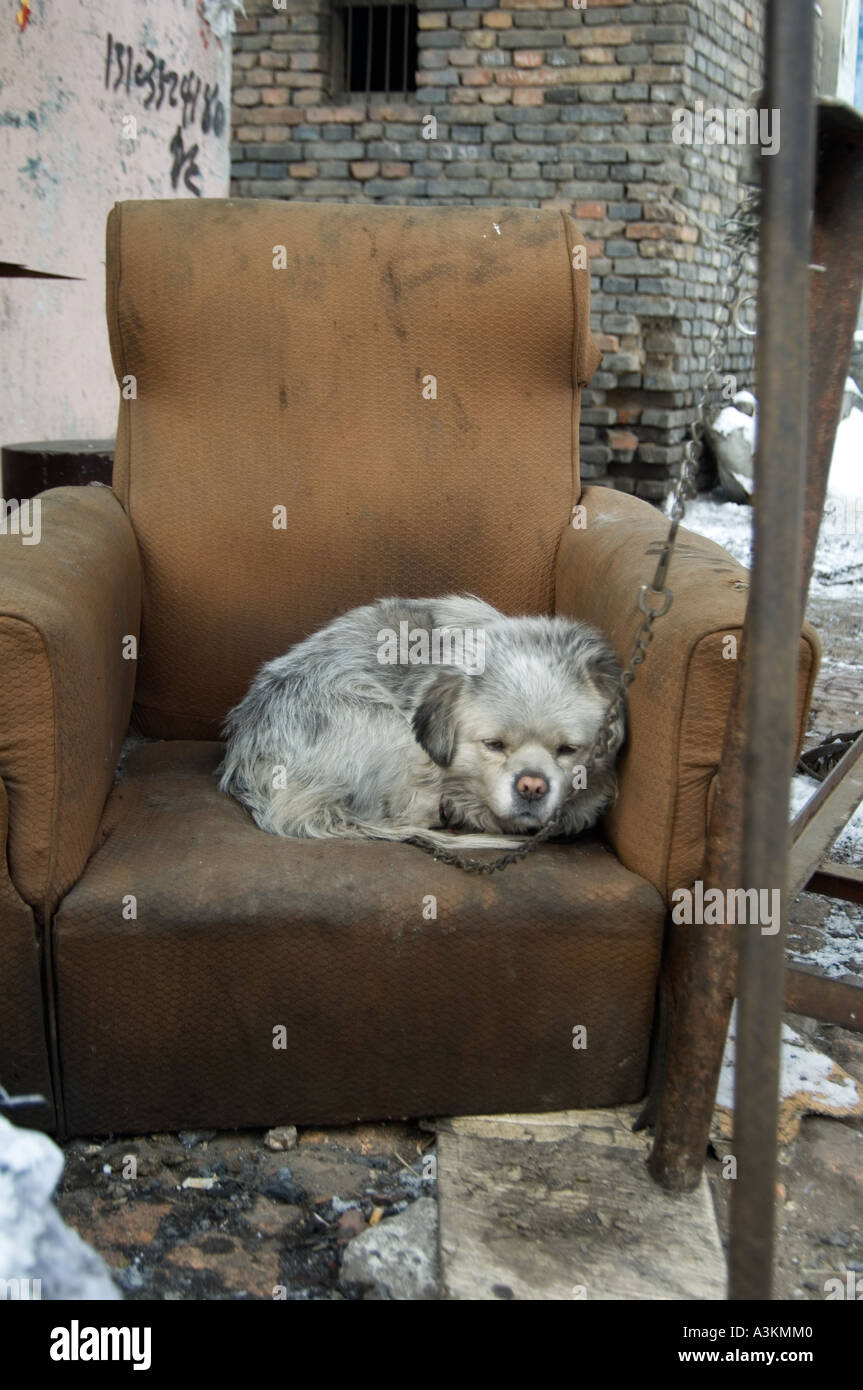 Weary old dog sits in weary old chair Datong China Stock Photo