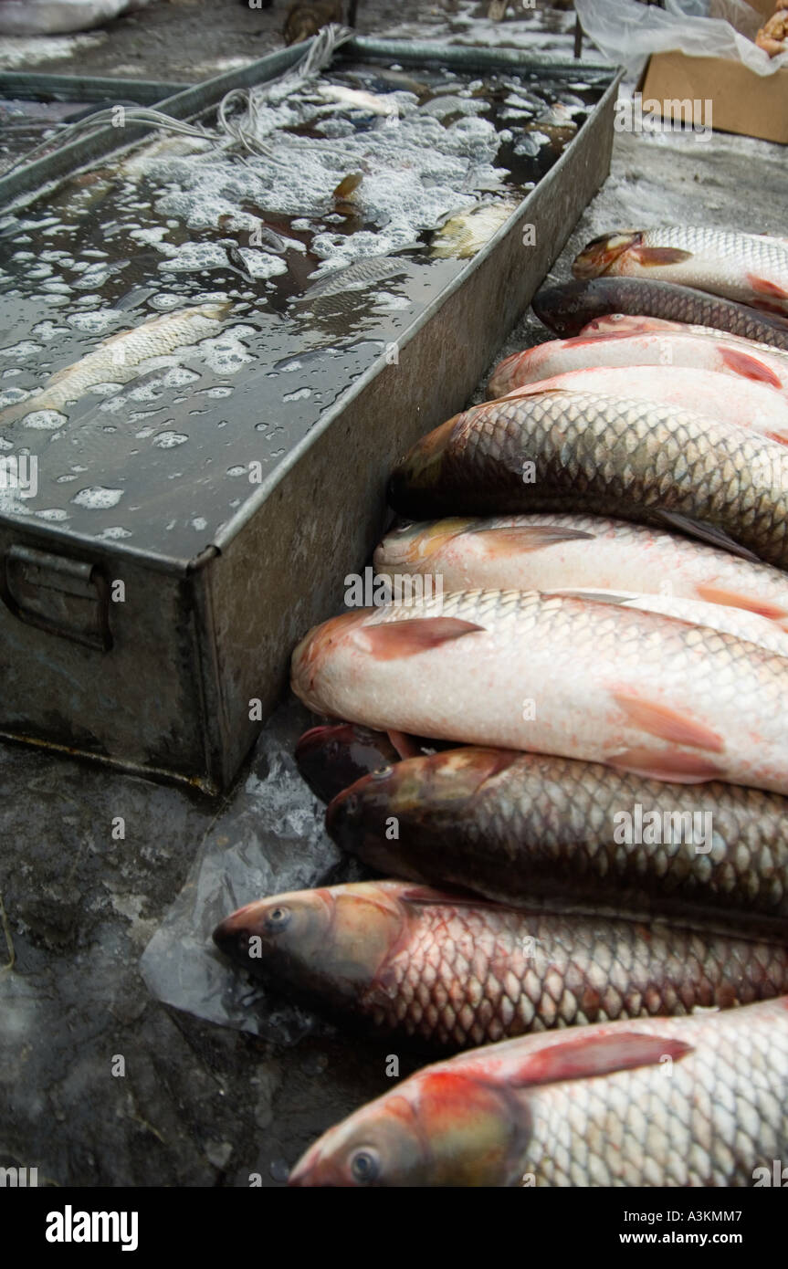 Fresh fish Stock Photo