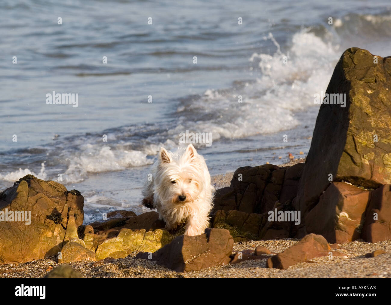 West Highland terrier playing on beach, Port Seton, Scotland Stock Photo