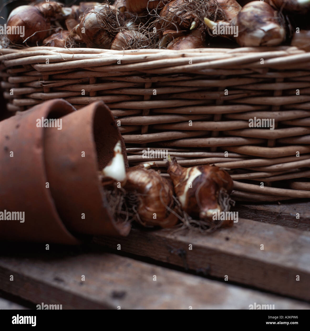 flower bulbs and wicker basket Stock Photo Alamy