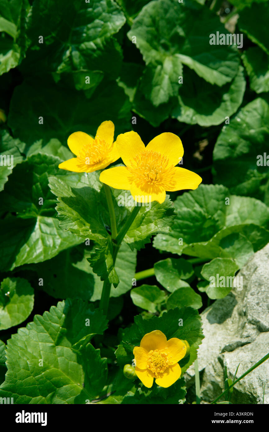 Marsh marigold flowers Stock Photo Alamy