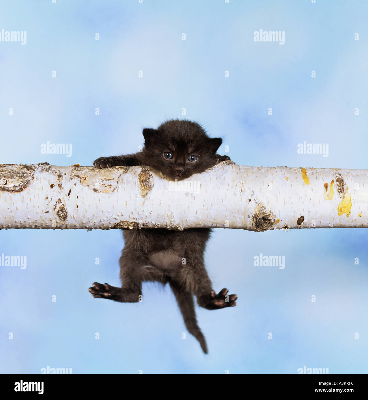 black cat kitten - hanging on branch Stock Photo