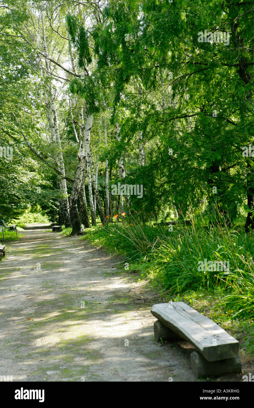 Green tree alley hi-res stock photography and images - Alamy