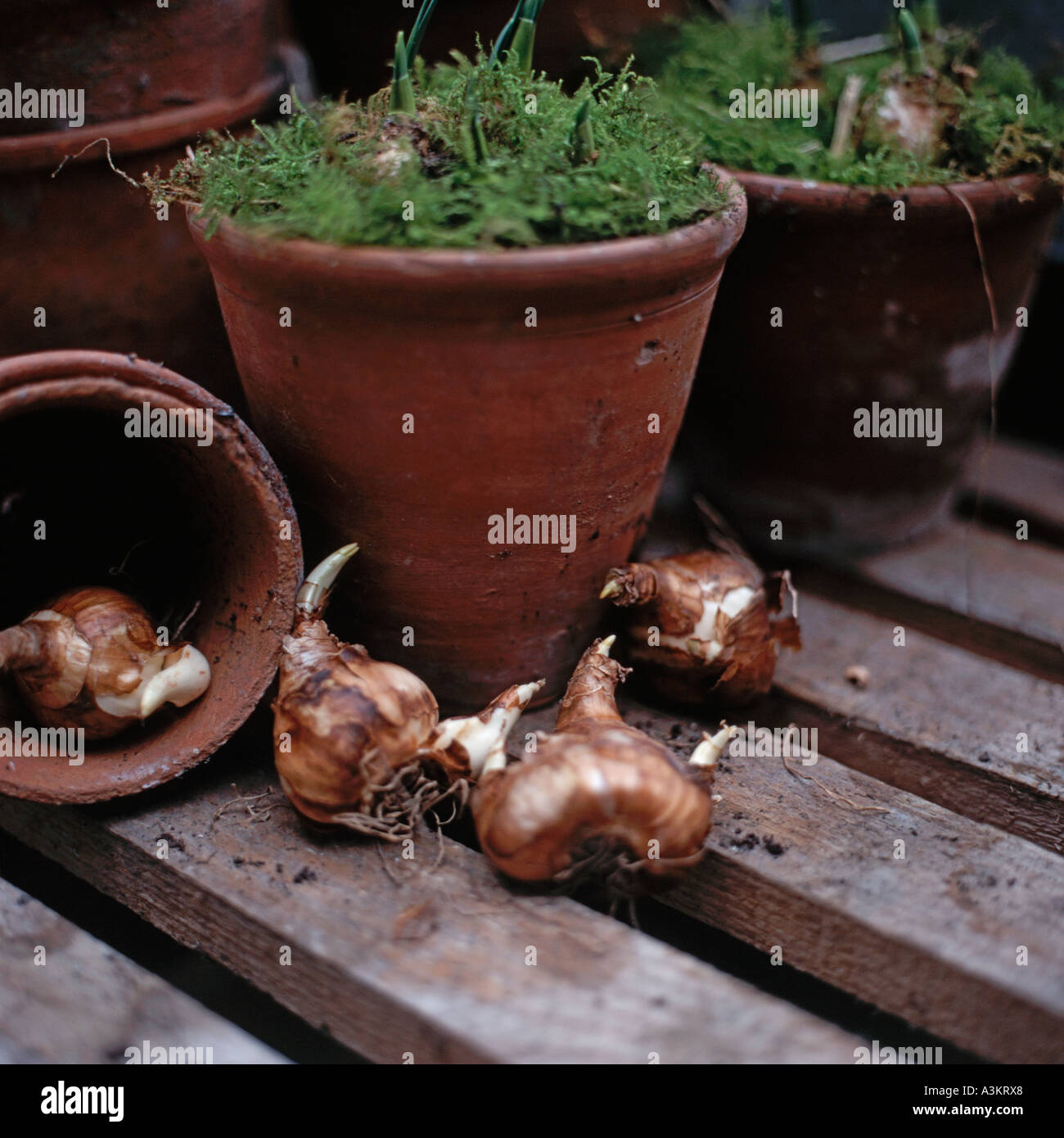 spring bulbs in terracotta pot with moss Stock Photo Alamy