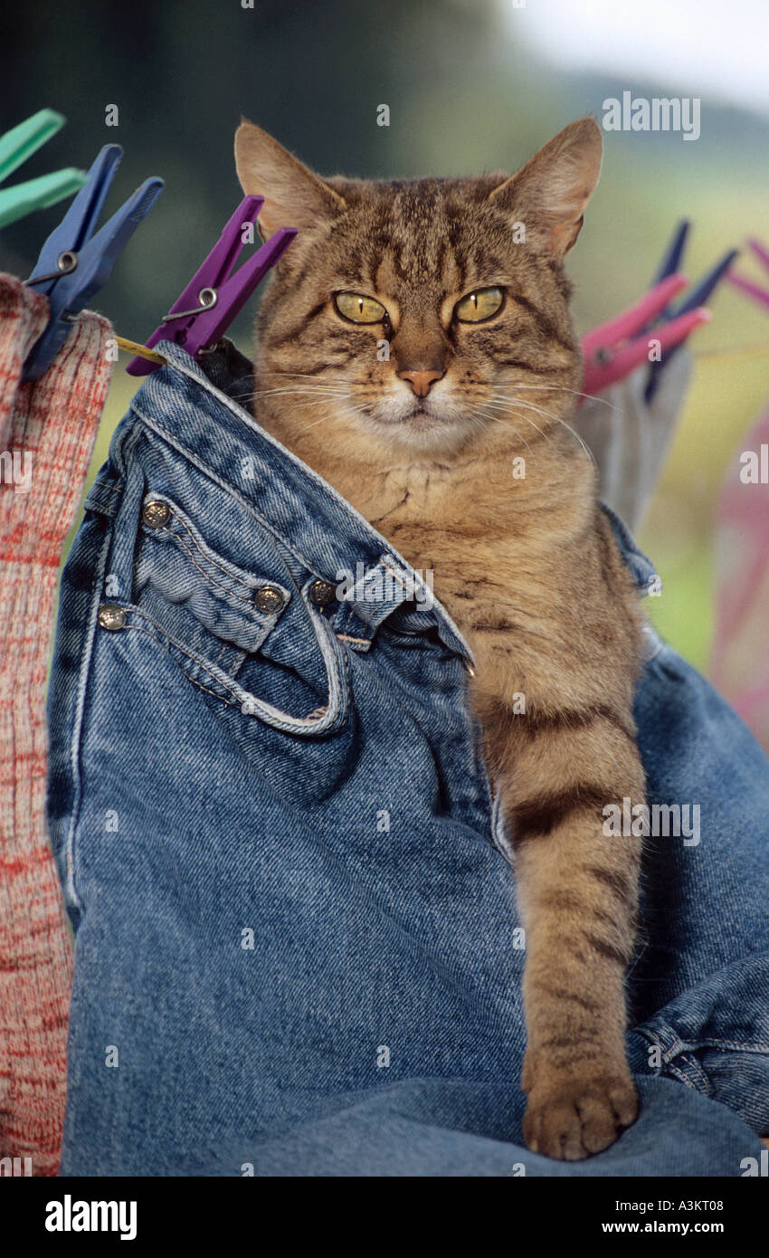 Cat in jeans hi-res stock photography and images - Alamy