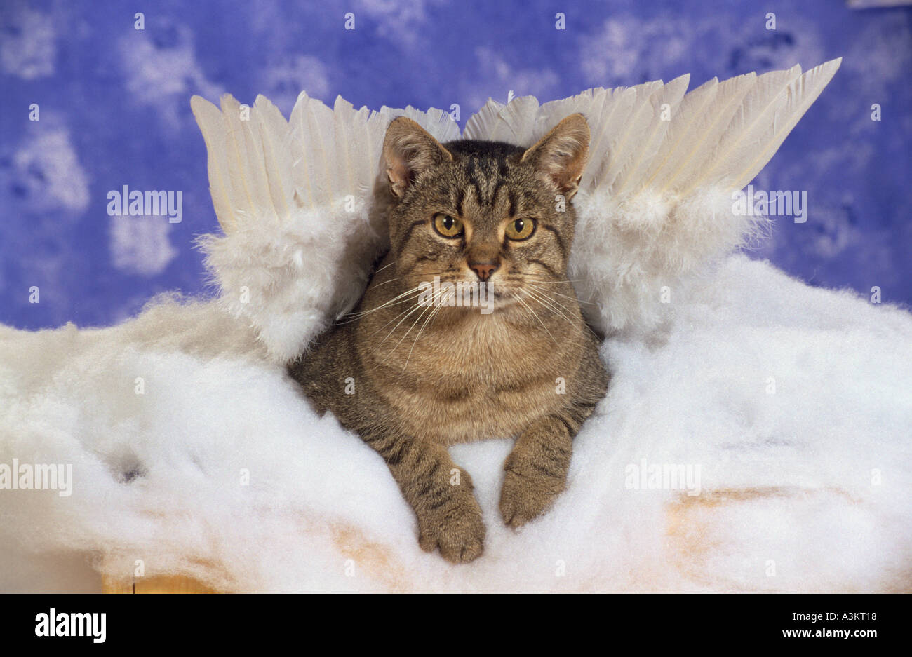 domestic cat with angel's wings Stock Photo