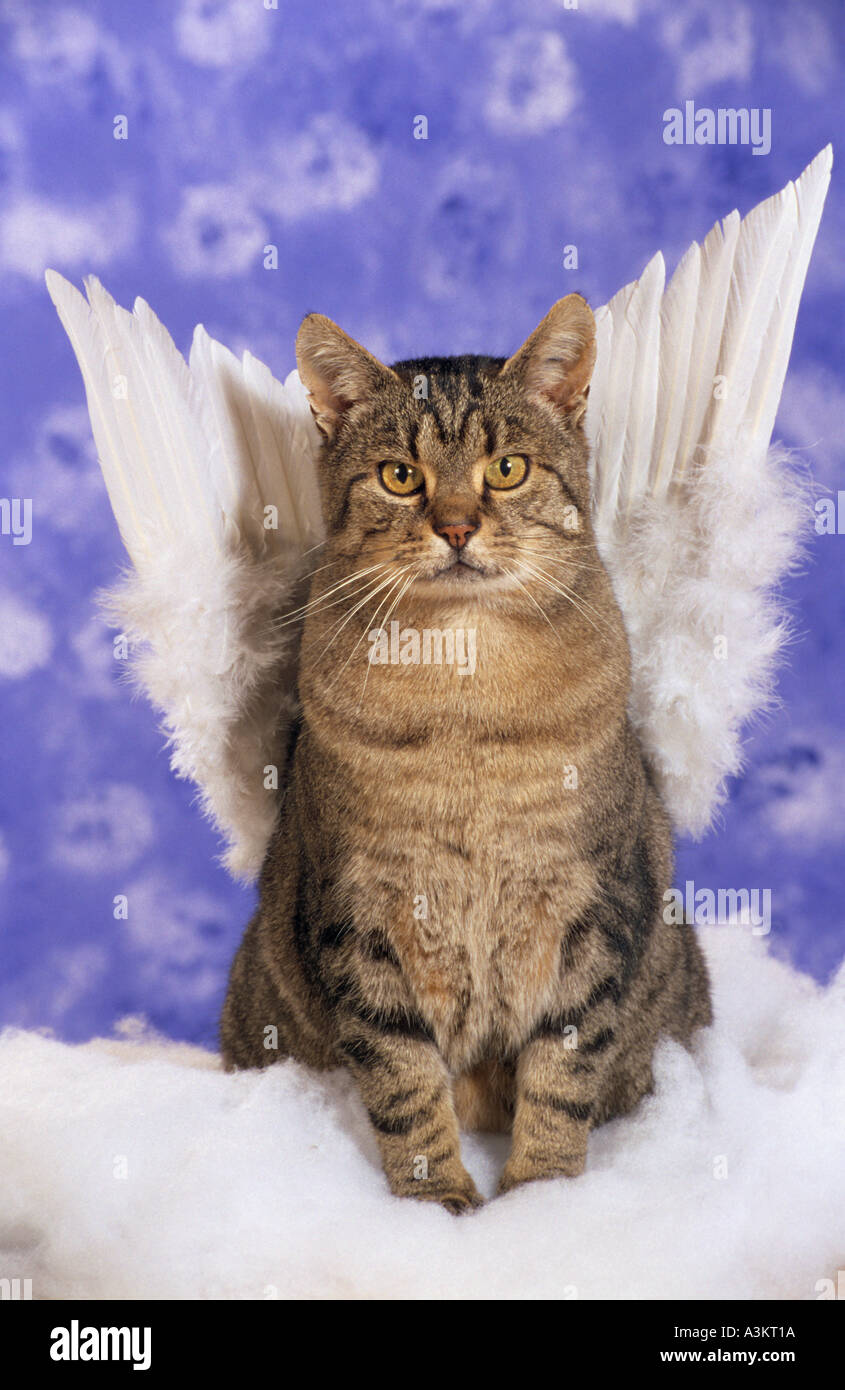 domestic cat with angel's wings Stock Photo