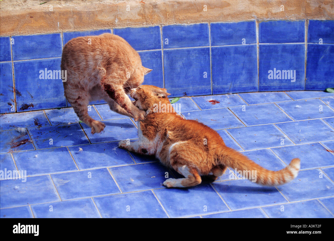Cats fighting each other hires stock photography and images Alamy