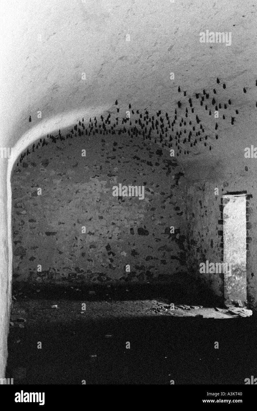 Bats hang upside down in the dungeon of an old slave fort, Ghana. Stock Photo