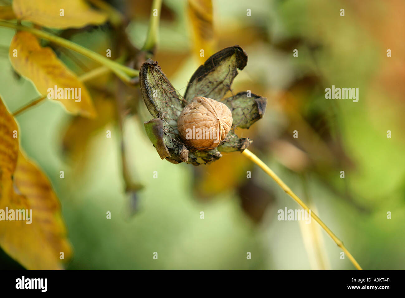 Walnut Tree Close Closeup of walnut on tree Stock Photo - Alamy