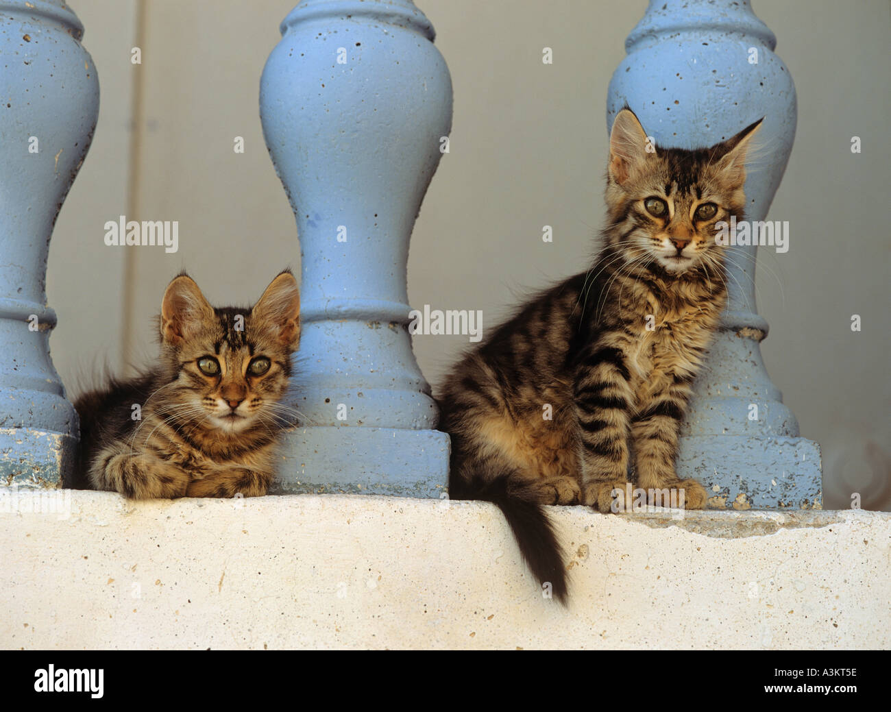 two young domestic cats between pillars Stock Photo