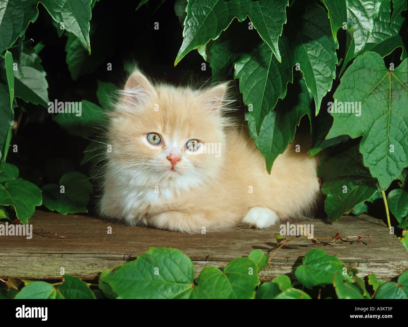 Young Siberian Forest Cat Lying Under Leaves Stock Photo Alamy