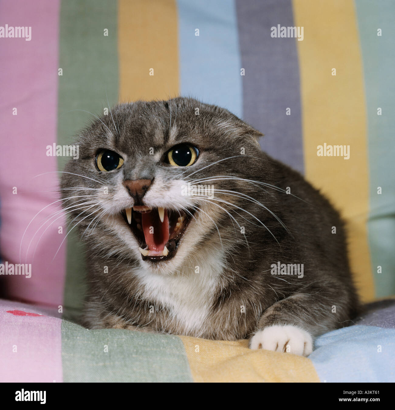 domestic cat hissing Stock Photo Alamy