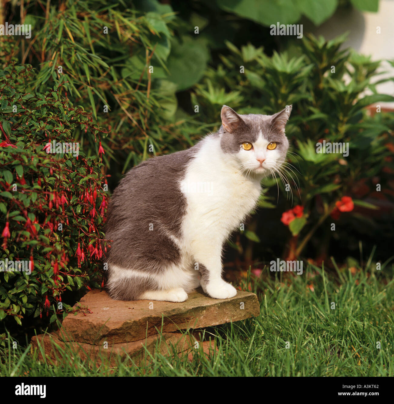 domestic cat - sitting on stone Stock Photo - Alamy
