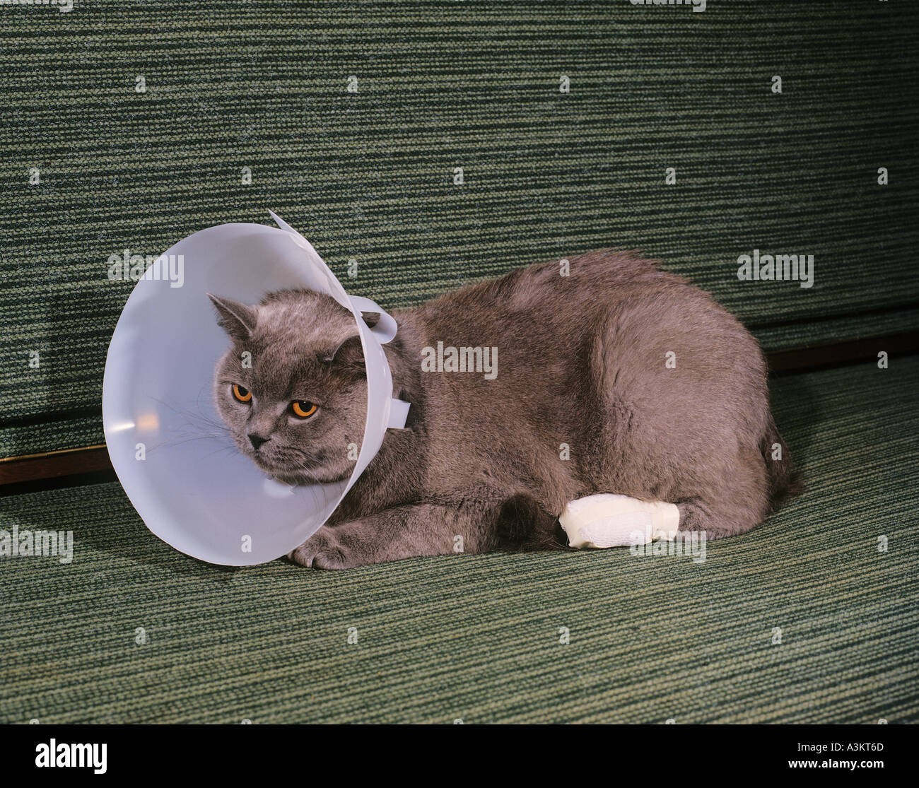 injured cat with neck brace and bandaged paw Stock Photo Alamy