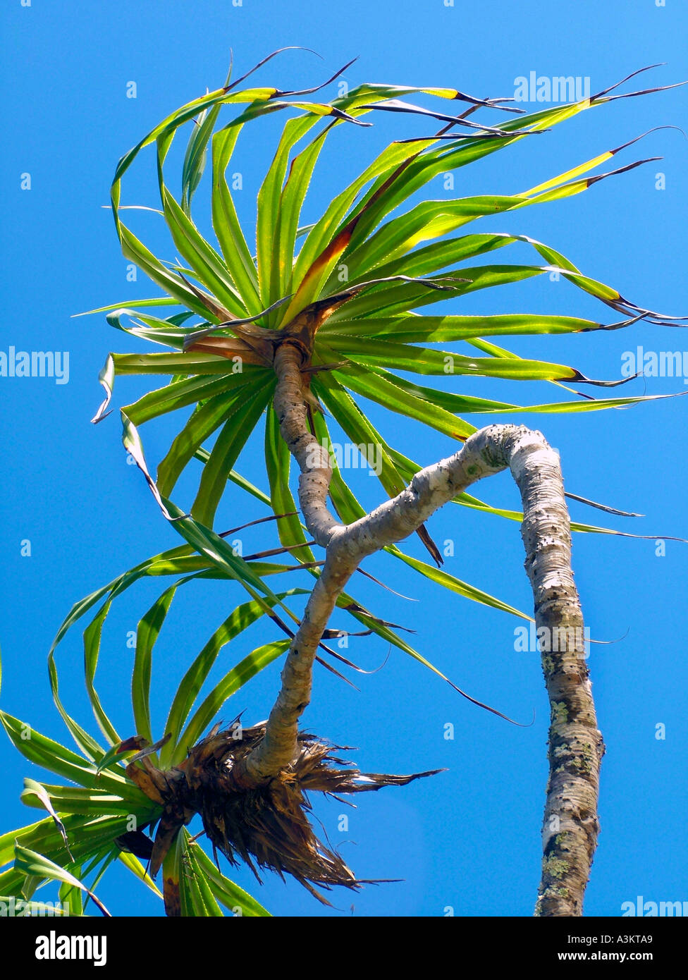 Bent tree Kurramine beach Queensland Australia Stock Photo