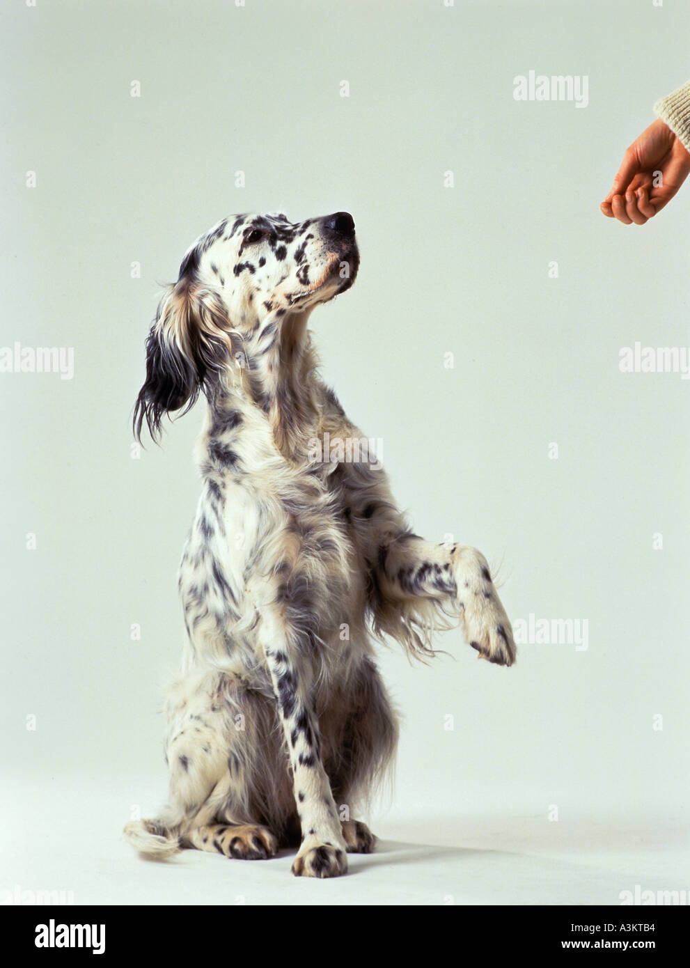 English Setter dog lifting paw Stock Photo Alamy