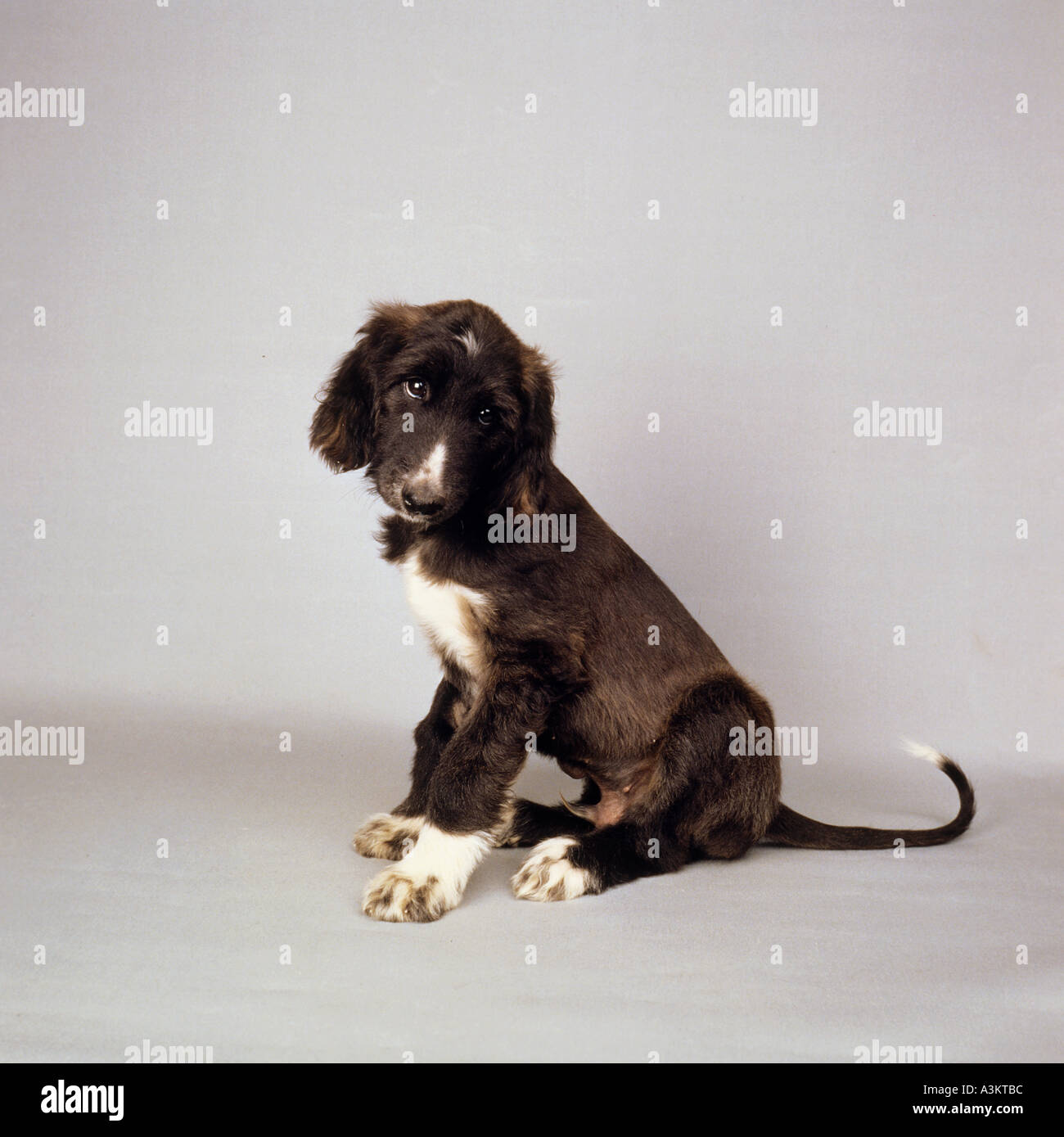 Afghane dog - sitting puppy - cut out Stock Photo
