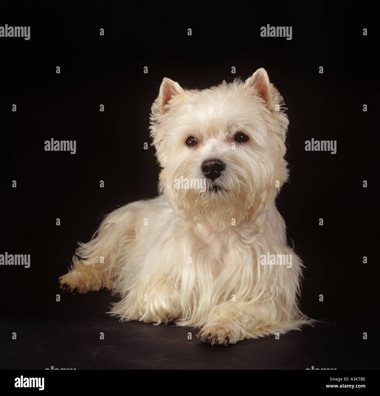 West Highland White Terrier dog - lying - cut out Stock Photo