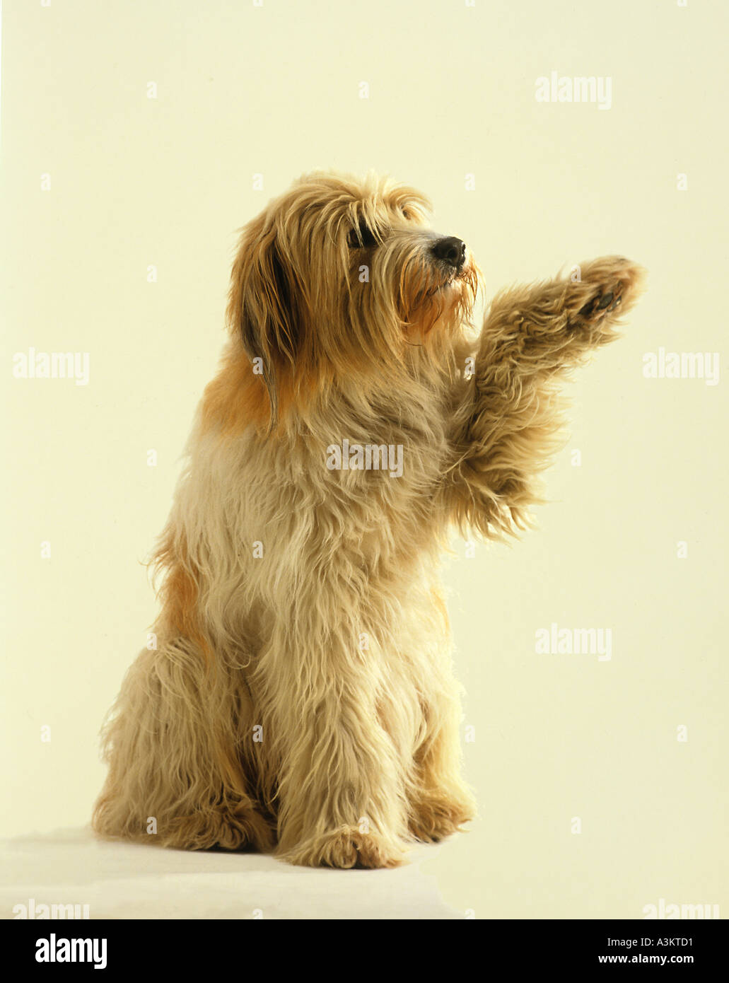 half breed dog lifting paw Stock Photo Alamy
