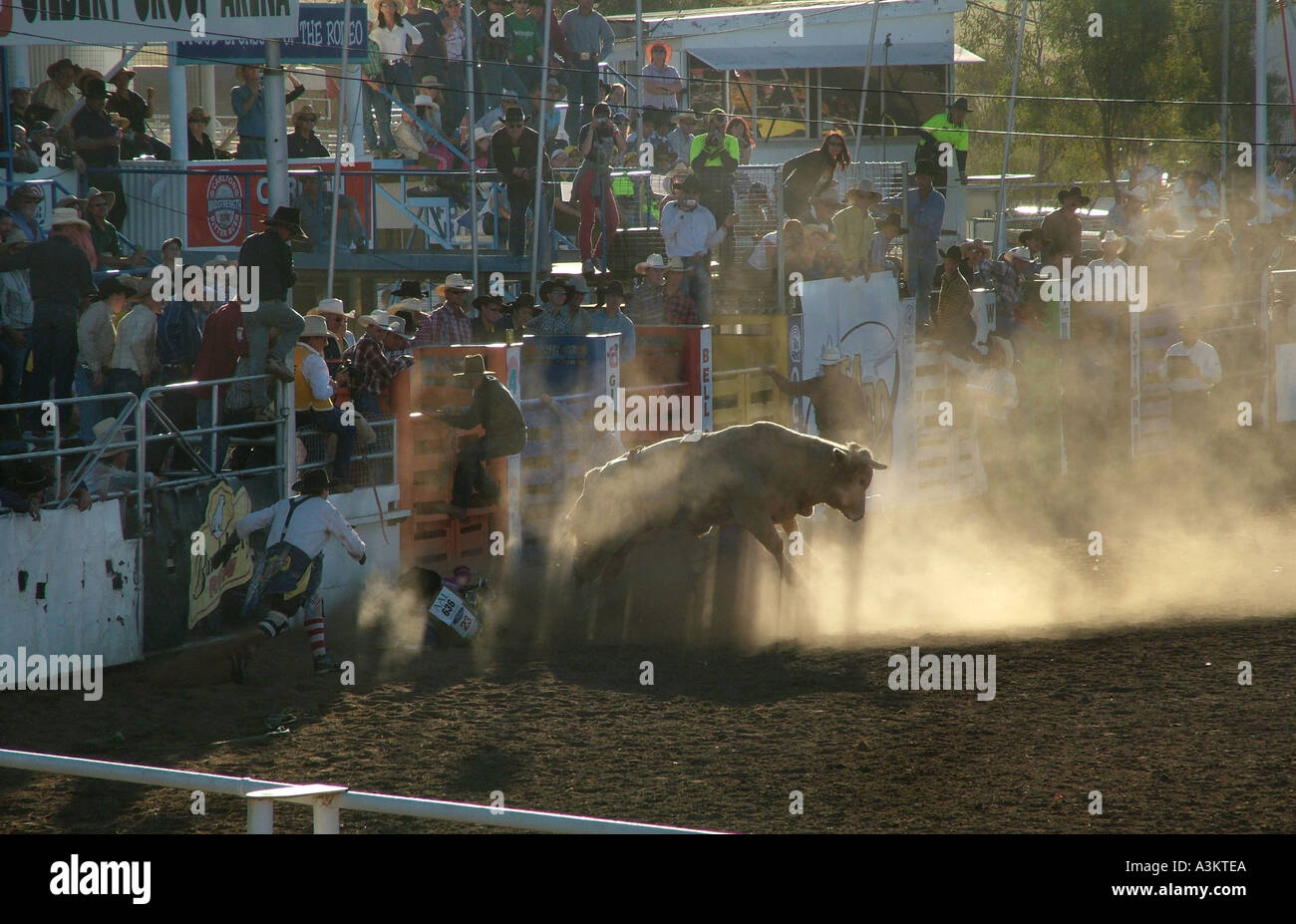 Australian Bull Riders High Resolution Stock Photography and Images - Alamy