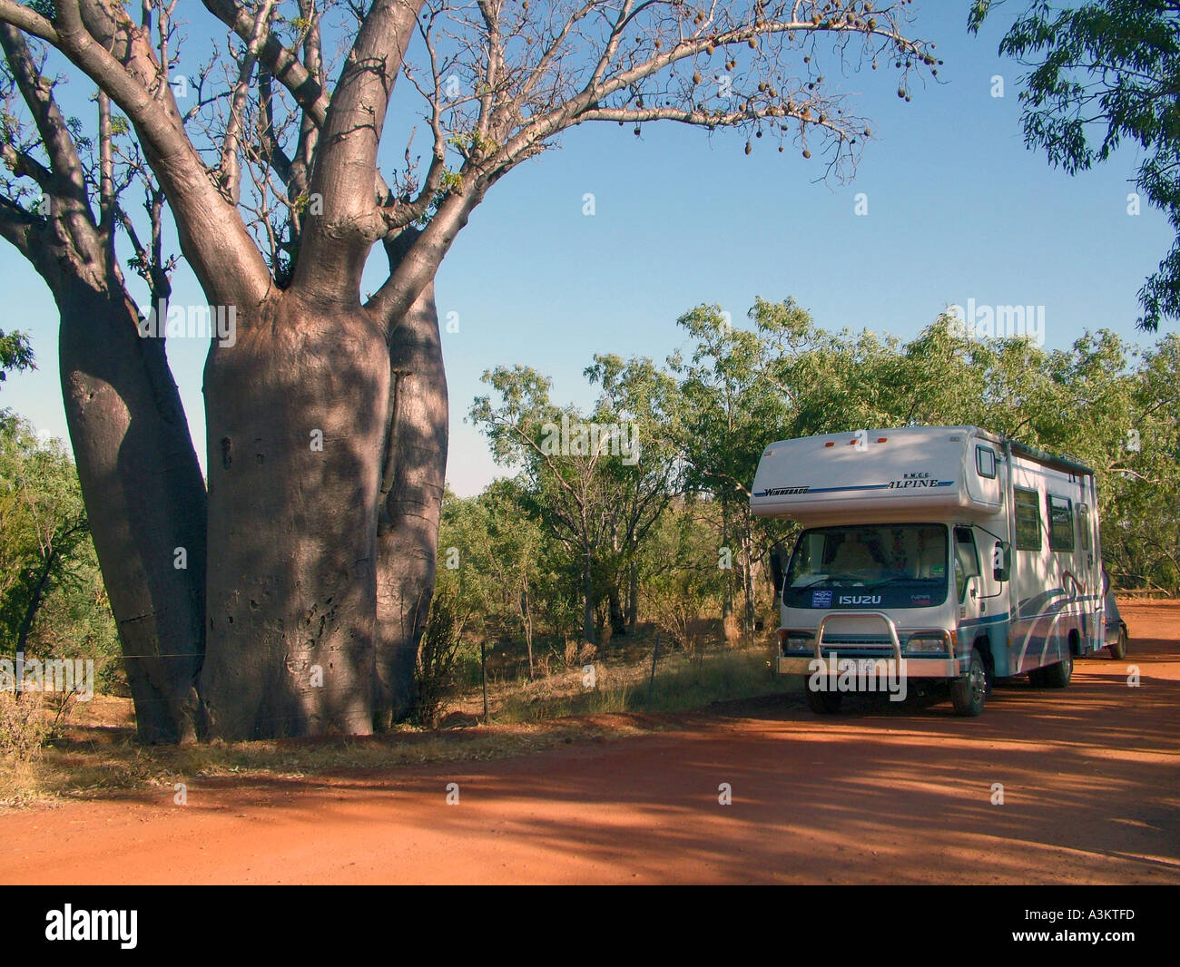 Boab trees in Kimberly Australia related to the African Boab Stock ...