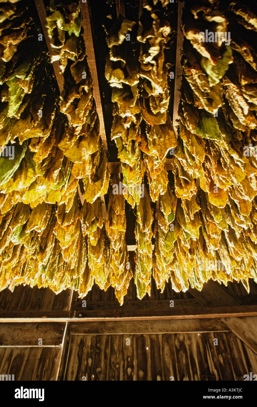 Drying tobacco leaves used for cigar wrappers Connecticut River Valley