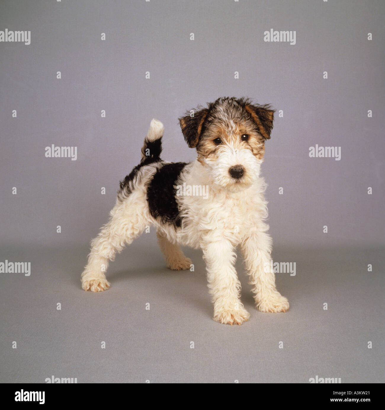 Wire Fox Terrier. Puppy standing. Studio picture against a grey background  Stock Photo - Alamy