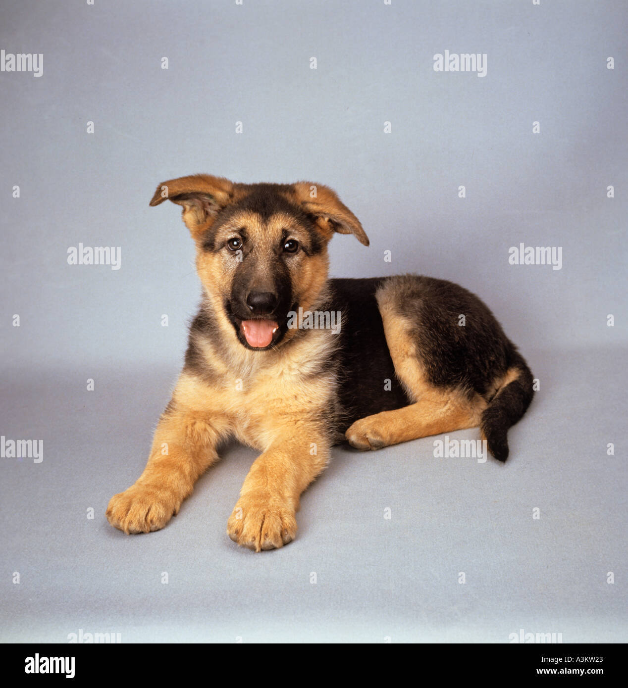 German Shepherd Lying in a Wooden Dog House in the Yard Stock Image