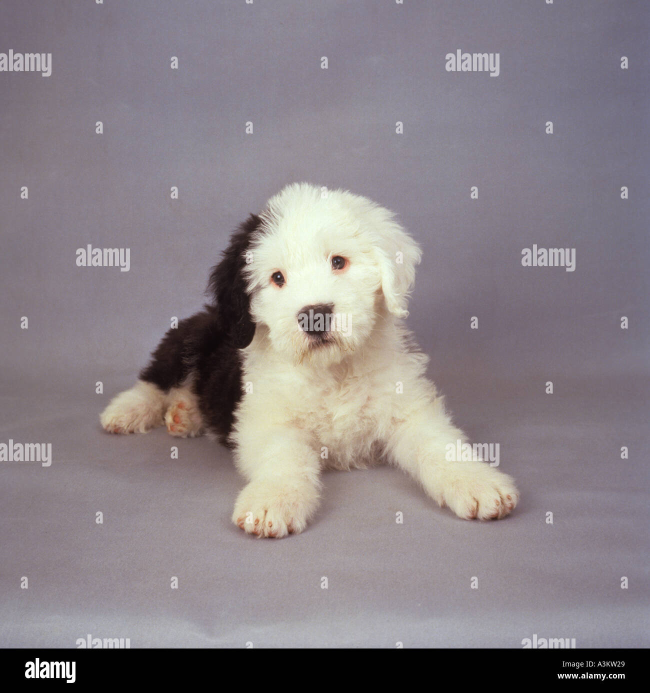 1,137 Bobtail Puppy Royalty-Free Images, Stock Photos & Pictures