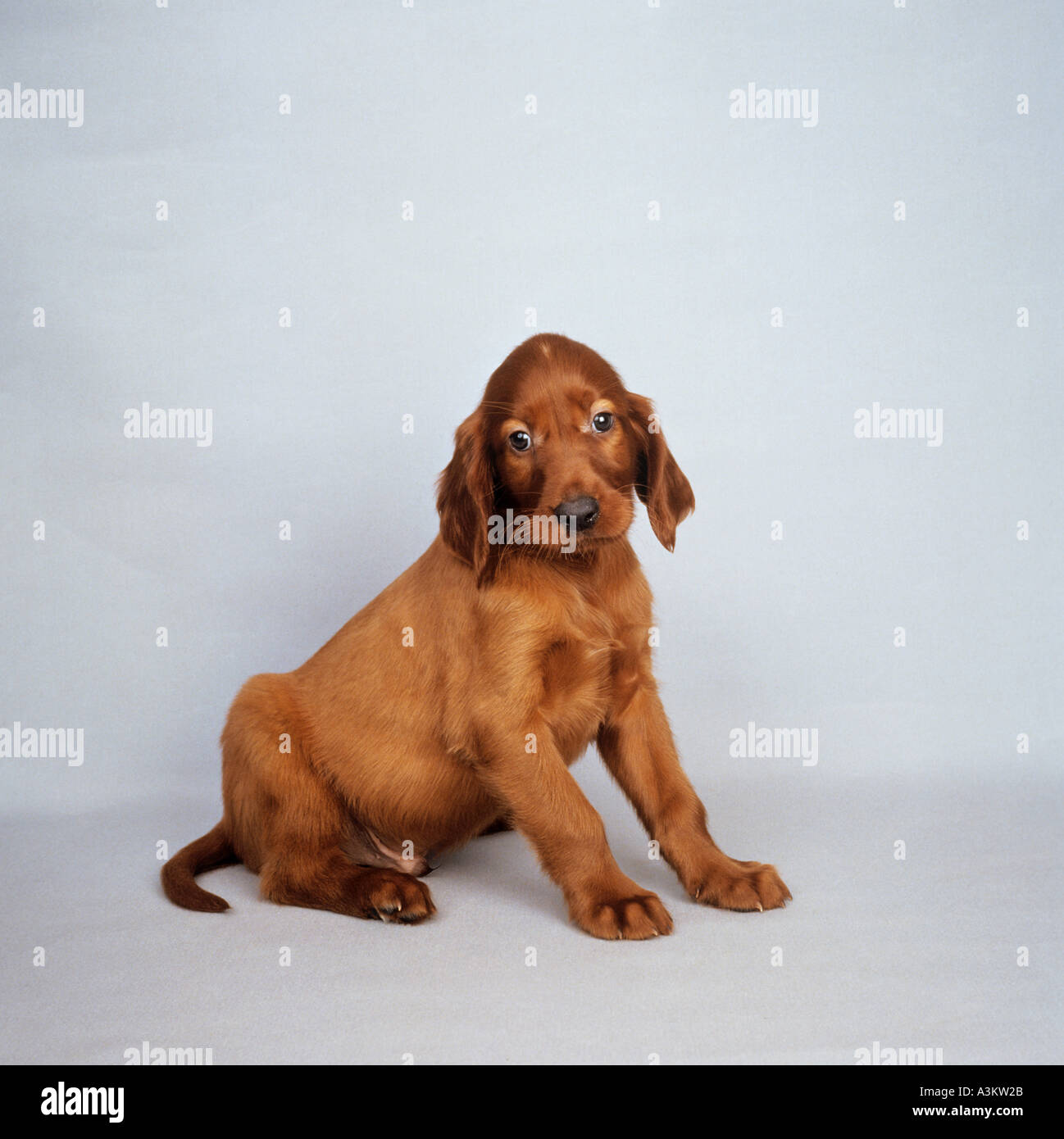 Irish Red Setter dog - puppy sitting Stock Photo