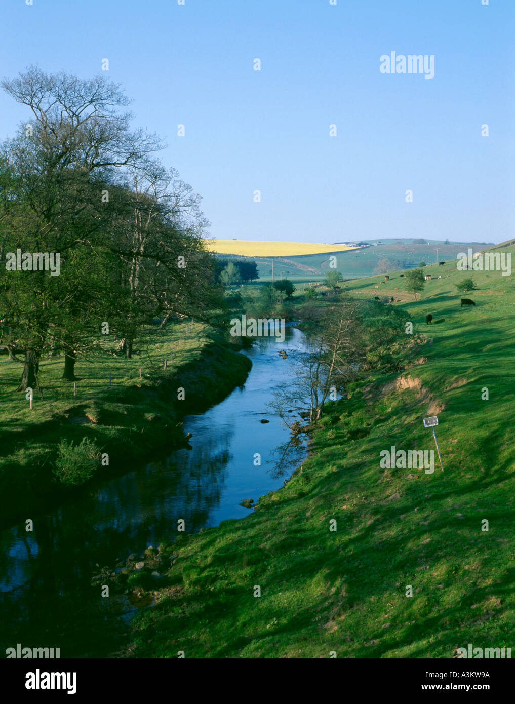 Classic land slippage; adjacent to River Till, near Wooler